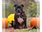 Staffordshire Bull Terrier Mix DOG FOR ADOPTION RGADN-1088769 - Puppy -