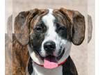 American Staffordshire Terrier-Catahoula Leopard Dog Mix DOG FOR ADOPTION