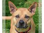 American Staffordshire Terrier-Red Heeler Mix DOG FOR ADOPTION RGADN-1089050 -
