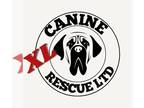 Alaskan Malamute-Great Dane Mix DOG FOR ADOPTION RGADN-1089377 - Can't Decide? -