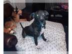 American Pit Bull Terrier DOG FOR ADOPTION RGADN-1089633 - Draco - Pit Bull