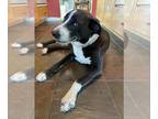 Labrador Retriever Mix DOG FOR ADOPTION RGADN-1090708 - Sassy - Labrador