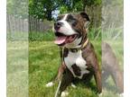 American Pit Bull Terrier-Staffordshire Bull Terrier Mix DOG FOR ADOPTION