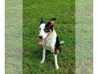 Border Collie DOG FOR ADOPTION RGADN-1091429 - Bingo - Border Collie (medium