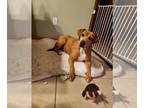 Beagle Mix DOG FOR ADOPTION RGADN-1092112 - Delight - 0$ adoption fee - Beagle /