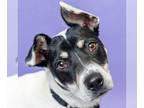 Bull Terrier Mix DOG FOR ADOPTION RGADN-1092334 - Creole - Fox Terrier / Bull