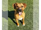 American Staffordshire Terrier-Beagle Mix DOG FOR ADOPTION RGADN-1093112 -
