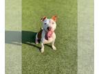 American Staffordshire Terrier DOG FOR ADOPTION RGADN-1093113 - Pinky - American