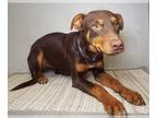 Doberman Pinscher Mix DOG FOR ADOPTION RGADN-1093191 - Greta - Doberman Pinscher