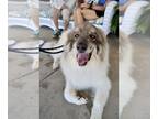 Great Pyrenees DOG FOR ADOPTION RGADN-1093380 - My Cousin Vinnie - Great