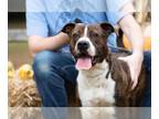 Boxer Mix DOG FOR ADOPTION RGADN-1088864 - Clyde - Boxer / Terrier / Mixed