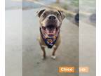 American Pit Bull Terrier Mix DOG FOR ADOPTION RGADN-1088944 - Chico - Pit Bull