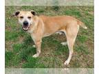 Labrador Retriever-Mountain Cur Mix DOG FOR ADOPTION RGADN-1088976 - Tanner -