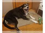 Huskies Mix DOG FOR ADOPTION RGADN-1089484 - Ralph - Shepherd / Husky / Mixed