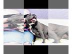 American Pit Bull Terrier DOG FOR ADOPTION RGADN-1090183 - Nala-Sponsored - Pit