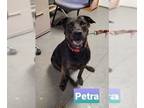 Labrador Retriever Mix DOG FOR ADOPTION RGADN-1090184 - Petra - Sponsored -