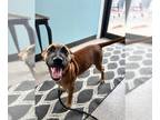 Boxer Mix DOG FOR ADOPTION RGADN-1091187 - Roscoe - Boxer / Mixed (short coat)