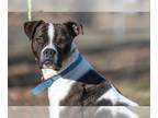 Boxer Mix DOG FOR ADOPTION RGADN-1091471 - Seeley - Boxer / Mixed (short coat)