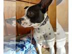 Rat Terrier Mix DOG FOR ADOPTION RGADN-1091921 - Rankin - Rat Terrier / Mixed