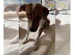 Boxer Mix DOG FOR ADOPTION RGADN-1092617 - Momma - Terrier / Boxer / Mixed