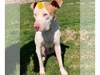 American Pit Bull Terrier Mix DOG FOR ADOPTION RGADN-1093076 - Buddy - American