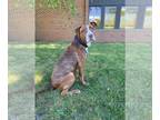 American Pit Bull Terrier Mix DOG FOR ADOPTION RGADN-1089080 - Diesel - Pit Bull