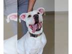 American Pit Bull Terrier Mix DOG FOR ADOPTION RGADN-1089890 - Ollie - Pit Bull