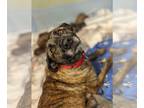 Labrador Retriever Mix DOG FOR ADOPTION RGADN-1091046 - Ginny - Labrador