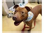 American Pit Bull Terrier Mix DOG FOR ADOPTION RGADN-1087964 - BECKETT - Pit
