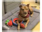 American Pit Bull Terrier DOG FOR ADOPTION RGADN-1087965 - ELLIE - Pit Bull
