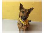 German Shepherd Dog DOG FOR ADOPTION RGADN-1087983 - BISHOP - German Shepherd