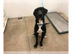 Labrador Retriever Mix DOG FOR ADOPTION RGADN-1088003 - GOOFY - Labrador