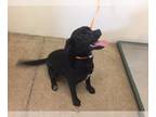 Labrador Retriever DOG FOR ADOPTION RGADN-1088016 - MAYA - Labrador Retriever