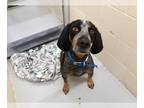 Bluetick Coonhound Mix DOG FOR ADOPTION RGADN-1088035 - FRANK - Bluetick