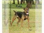 Boxer Mix DOG FOR ADOPTION RGADN-1088916 - Ruby - Boxer / Mixed (short coat) Dog