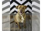 American Pit Bull Terrier Mix DOG FOR ADOPTION RGADN-1089078 - Wrigley - Pit