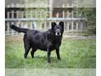 Labrador Retriever Mix DOG FOR ADOPTION RGADN-1087417 - Stormy - Labrador