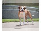 Beagle Mix DOG FOR ADOPTION RGADN-1087512 - Hansel - Beagle / Mixed Dog For