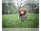 Beagle DOG FOR ADOPTION RGADN-1088129 - Stewart - Beagle (short coat) Dog For