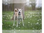 Huskies Mix DOG FOR ADOPTION RGADN-1089242 - Luna - Shepherd / Husky / Mixed