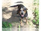 Beagle Mix DOG FOR ADOPTION RGADN-1091855 - Hammer - Cattle Dog / Beagle / Mixed
