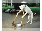 Labrador Retriever DOG FOR ADOPTION RGADN-1087324 - A Perfect Dog