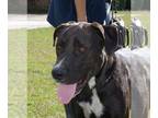 Great Dane Mix DOG FOR ADOPTION RGADN-1087649 - Peter - Great Dane / Black