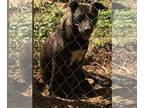 Rat Terrier Mix DOG FOR ADOPTION RGADN-1088226 - Kay - Black Labrador Retriever