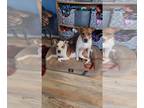 American Pit Bull Terrier-Beagle Mix DOG FOR ADOPTION RGADN-1089744 - Cardi -