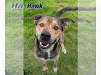 Huskies -Rottweiler Mix DOG FOR ADOPTION RGADN-1090103 - Hawk - Rottweiler /