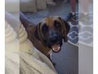 Bloodhound Mix DOG FOR ADOPTION RGADN-1090842 - Duke (Clampett) - Bloodhound /