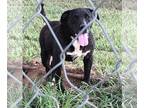 Basset Hound-Labrador Retriever Mix DOG FOR ADOPTION RGADN-1090876 - Thor -
