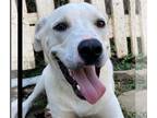 Labrador Retriever Mix DOG FOR ADOPTION RGADN-1091701 - Bandit - Labrador