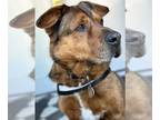 American Staffordshire Terrier DOG FOR ADOPTION RGADN-1087601 - Admiral -